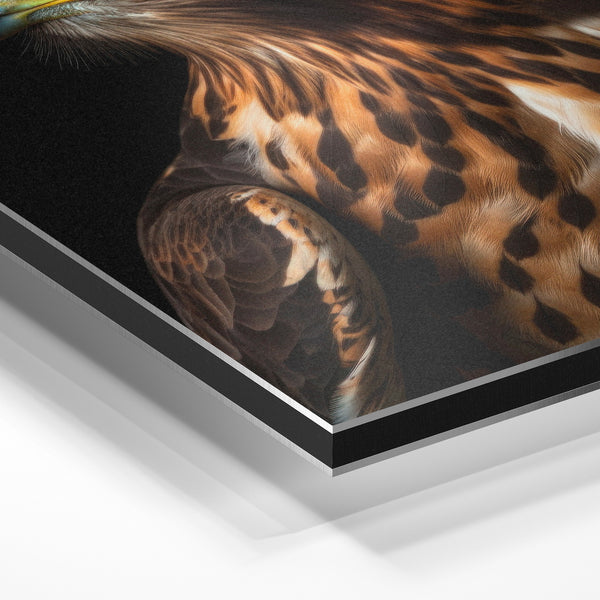 Aigle royal aux yeux rouges, portrait noir et or — Aluminium Dibond