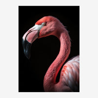 Portrait d'un flamant rose au plumage corail sur fond noir, vue de profil montrant le bec courbe et l'oeil de l'oiseau.