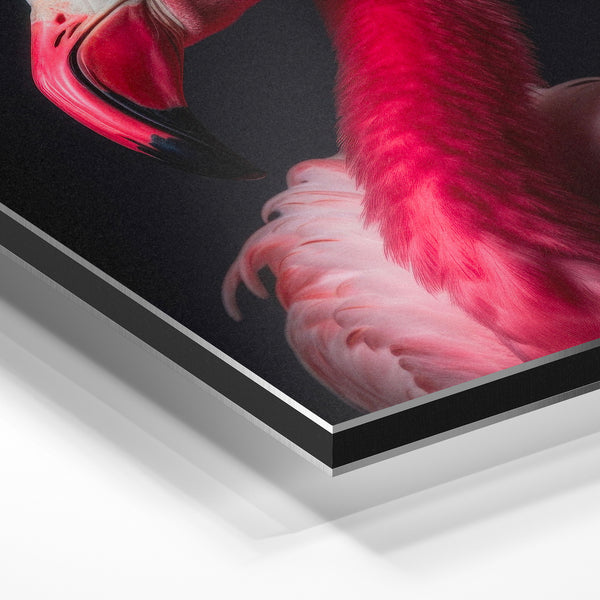 Flamant rose et noir – Portrait d'oiseau — Aluminium Dibond