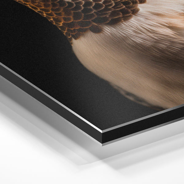 Colibri noir et or, portrait photographique — Aluminium Dibond