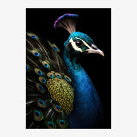 Portrait d'un paon bleu turquoise et blanc sur fond noir, avec ses plumes de queue ornées de motifs ocellés bleus et verts.