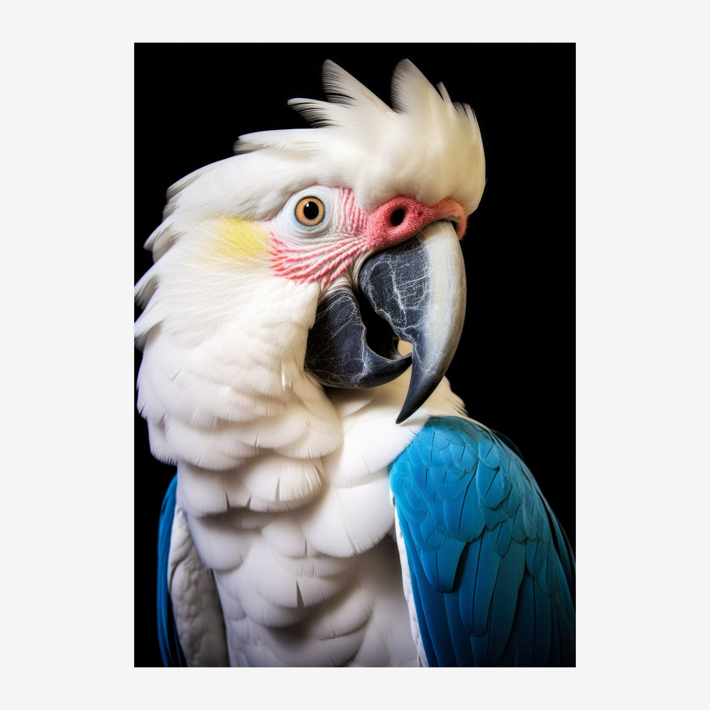 Portrait d'un perroquet blanc avec crête et ailes bleu vif, bec noir et détails rouges et jaunes sur la tête, photographié.