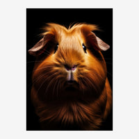 Portrait en gros plan d'un cochon d'Inde au pelage roux et doré, regardant droit l'objectif sur un fond noir.