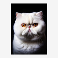 Portrait rapproché d'un chat persan blanc aux yeux dorés regard fixe, sur fond noir.