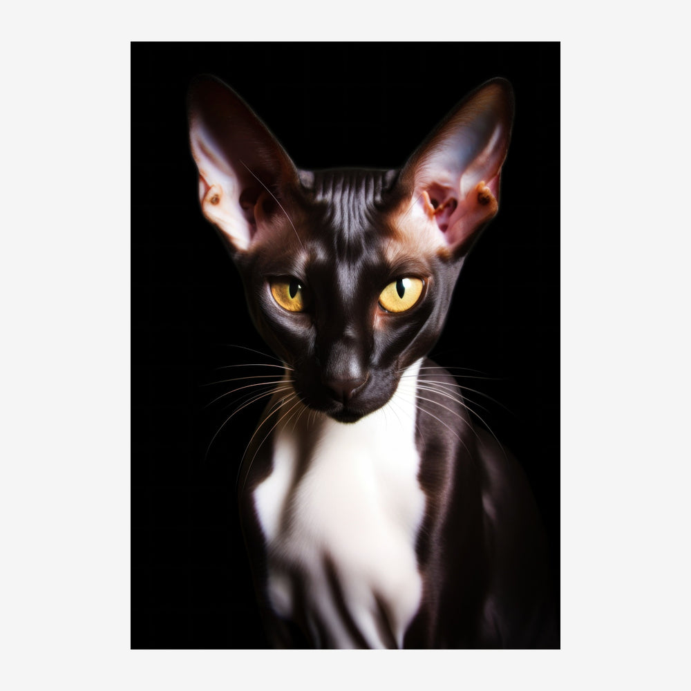 Portrait d'un chat noir avec des yeux jaune d'or, des oreilles roses et une tache blanche au menton, photographié sur fond.