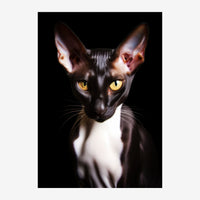 Portrait d'un chat noir avec des yeux jaune d'or, des oreilles roses et une tache blanche au menton, photographié sur fond.