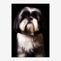 Portrait d'un Shih Tzu au pelage noir et blanc sur fond noir, regardant directement l'appareil photo.