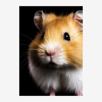Portrait en gros plan d'un hamster roux et blanc aux grands yeux noirs, sur fond noir uni.