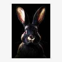 Portrait en gros plan d'un lapin noir aux oreilles dressées et au museau blanc, sur fond noir uni.