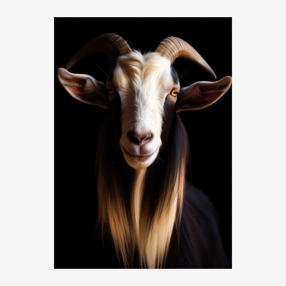 Portrait en gros plan d'une chèvre aux cornes spiralées et à la barbe longue, pelage blanc et brun, fond noir.