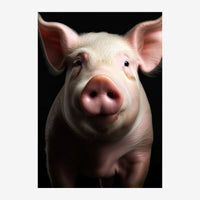 Portrait frontal d'un cochon blanc au regard doux, présenté sur un fond noir qui met en relief ses traits et ses oreilles.