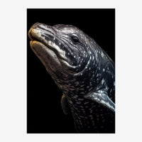 Portrait rapproché d'un dauphin en noir et gris sur fond noir, tourné vers le haut, montrant les détails de sa peau lisse et.
