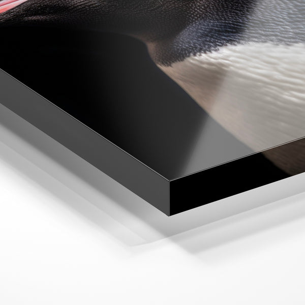 Portrait de pingouin noir et blanc en gros plan — Verre acrylique
