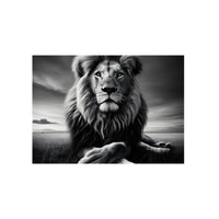 Lion calme de nuit- Tableau aluminium