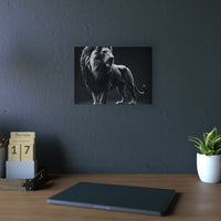 Lion dans la nuit - Tableau aluminium