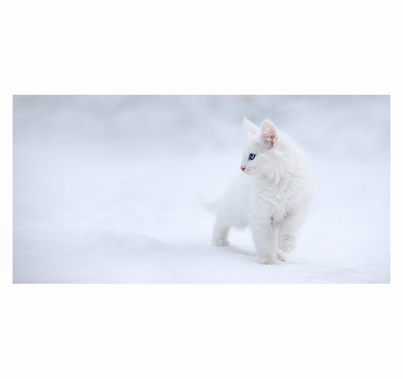 Design Art Photo Snow Cat