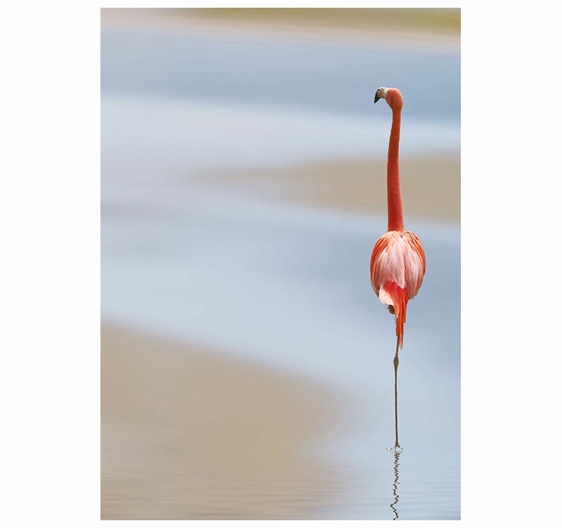 Nature Photo Pink Flamingo