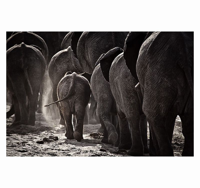 Elephant Herd Art Photo Canvas