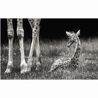 Giraffe Animal Canvas