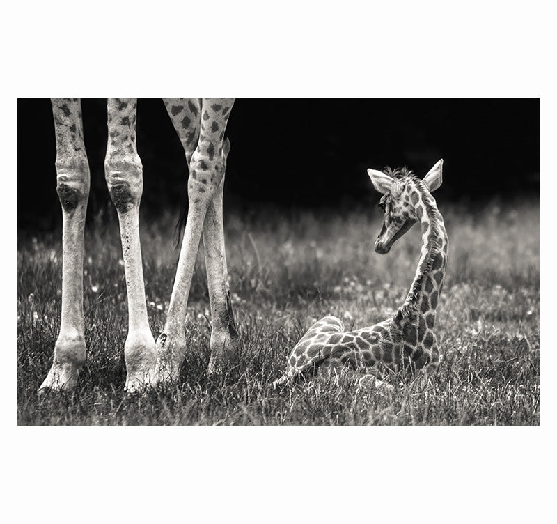 Tableau Animal Girafe