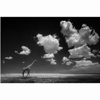 A giraffe Walk Nature Canvas