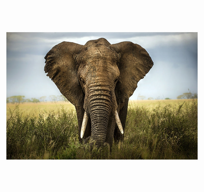 Art Photo Facing an Elephant