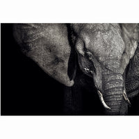 Photo d’Art Regard de l'Eléphant