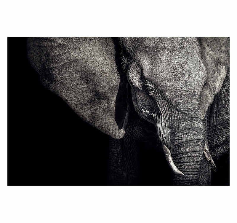 Photo d’Art Regard de l'Eléphant