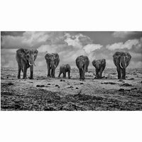 Photo d’Art Originale Groupe d'éléphants