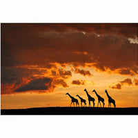 Wall Canvas Sunset on Giraffes