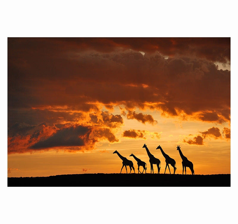 Tableau Mural Coucher de soleil sur les Girafes