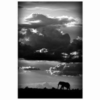 Wild Art Photo Elephant