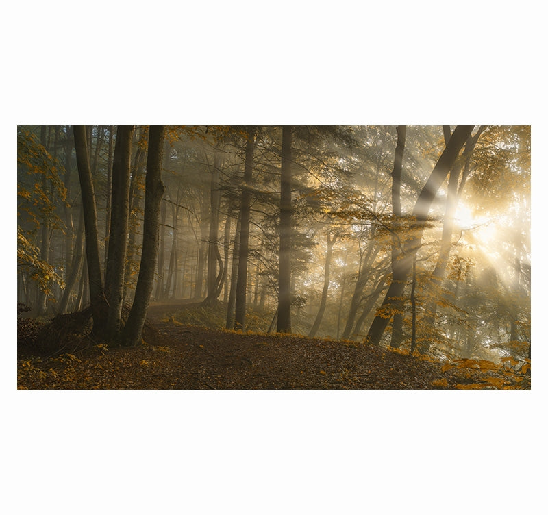 Coucher de soleil à travers les arbres