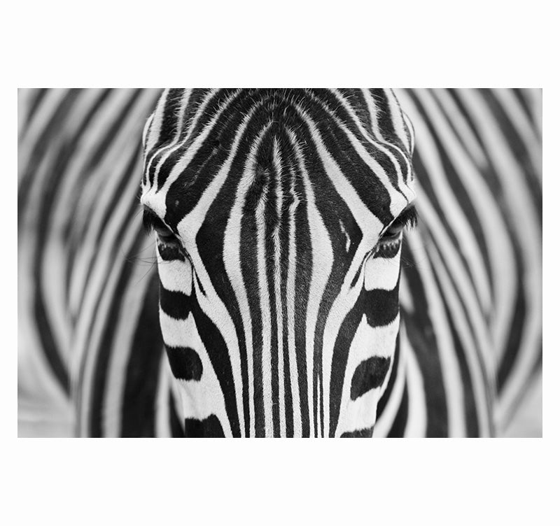 Contemporary Canvas Facing Zebra