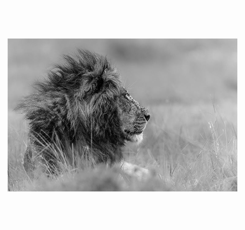Photo d’Art Contemplation du Lion