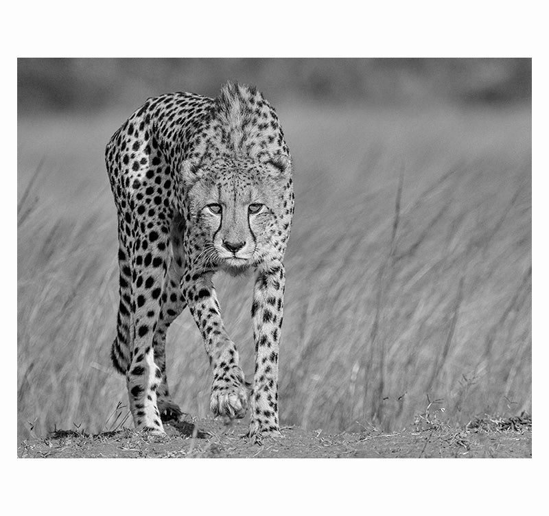 Art Photo Cheetah on the Lookout