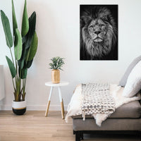 Lion Wall art photo