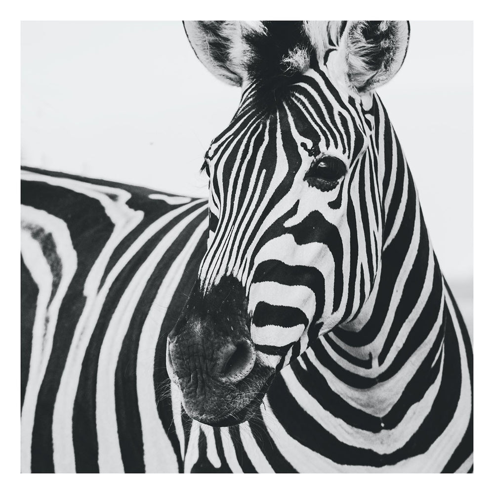 Zebra Artist wall art