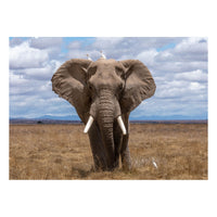 Elephant art photo