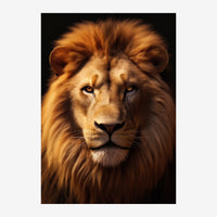 Portrait rapproché d'un lion blond à crinière fournie, regard frontal, sur fond noir uniforme.
