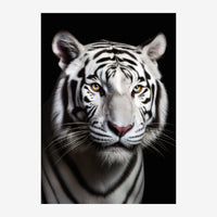 Portrait rapproché d'un tigre blanc regardant la caméra, avec des yeux dorés brillants et des rayures noires distinctes sur.