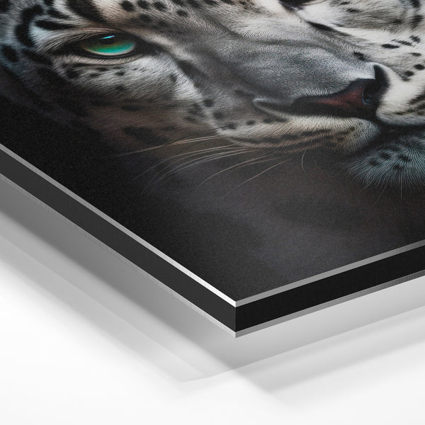 Léopard des neiges noir et blanc aux yeux turquoise — Aluminium Dibond