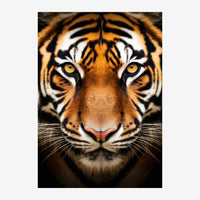 Portrait frontal rapproché d'un tigre aux yeux jaune doré, rayures noires et blanches sur pelage ocre, fond noir.