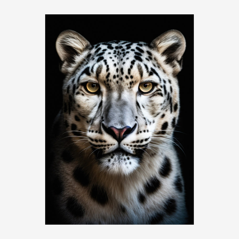 Portrait frontal d'un léopard des neiges aux yeux dorés, sur fond noir, présenté en gros plan de la tête.