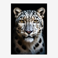 Portrait frontal d'un léopard des neiges aux yeux dorés, sur fond noir, présenté en gros plan de la tête.