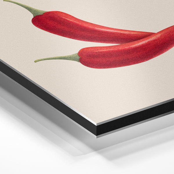 Piments rouges, illustration botanique minimaliste — Aluminium Dibond