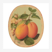 Illustration botanique ovale montrant deux abricots orangés avec fleurs roses et feuillage vert sur fond crème, encadrement.