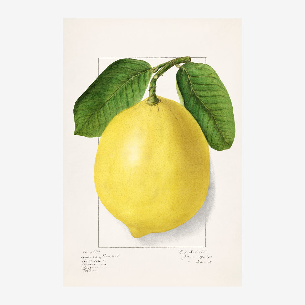 Illustration naturaliste d'un citron jaune avec deux feuilles vertes sur une branche, sur fond beige clair.