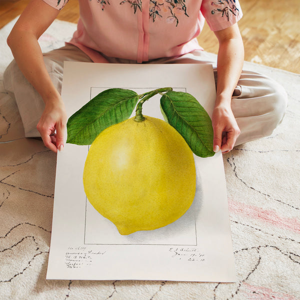 Citron jaune et feuilles vertes, style botanique — Poster HP mat