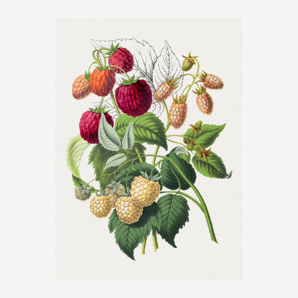 Illustration botanique détaillée montrant des framboises rouges, des mûres or et des feuilles vert-gris sur un fond crème.